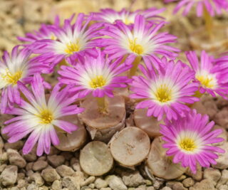 C049-1 conophytum chrisocruxum bh2275 near witkoppies tl 3