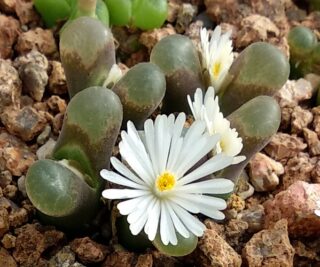 C053-2 conophytum concordans sh2067 brakfontein mg14147 3