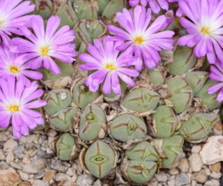C057-1 conophytum danielii platbakkies mg1415 36 1