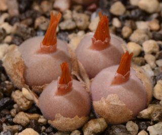 C060-1 conophytum depressum ssp perdurans ne of tweefontein 1