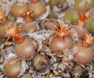 C060-2 conophytum depressum ssp perdurans ne of rietfontein 1
