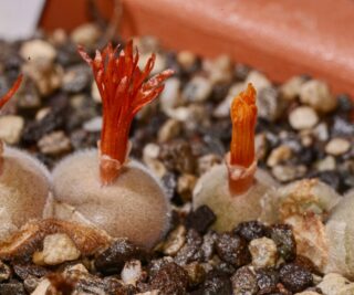 C061-1 conophytum depressum desmetoides se of koeriesberge 1