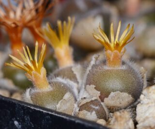 C062-2 conophytum desmetii nn koeriesberg i 1