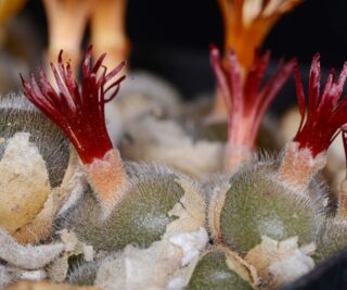 C062-3 conophytum desmetii nn koeriesberg ii 1