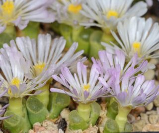 C063-1 conophytum devium lav27214 doringwater mg1416 4 2