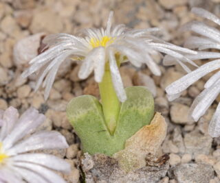 C063-5 conophytum devium 3 km n of konkieb 2