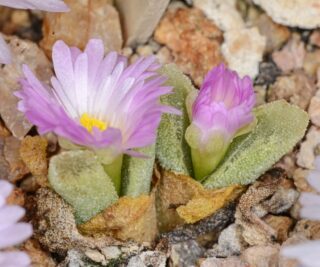 C064-3 conophytum devium ssp stiriiferum n of guroebees msg2218 2