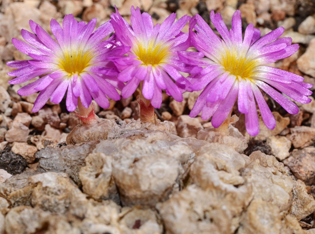 C070-10 conophytum ectypum ssp brownii ts478 nne of concordia 2