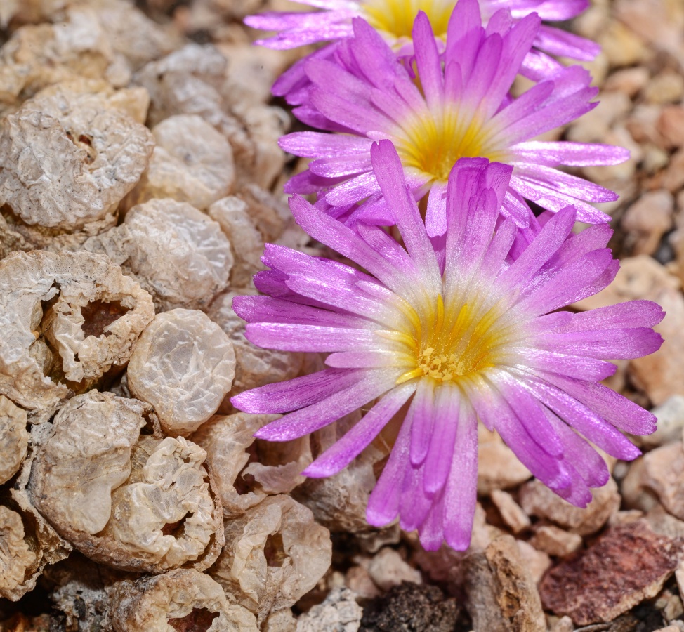 C070-10 conophytum ectypum ssp brownii ts478 nne of concordia 3