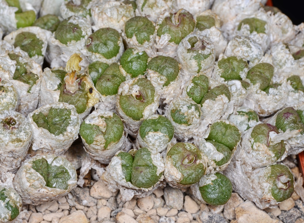 C070-2 conophytum ectypum ssp brownii pv1036 ratelpoort mg1417 46 1