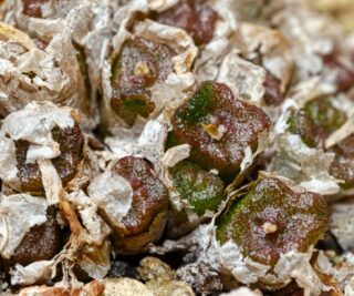 C075-1 conophytum ectypum ssp cruciatum rietkloof msg2126 3