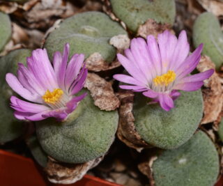 C078-1 conophytum ernstii evj 8512 sandberg richtersveld mg14195 1