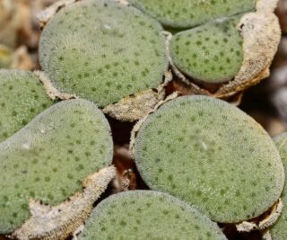 C078-3 conophytum ernstii sandberg 1