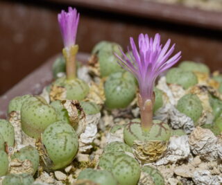 C080-4 conophytum ficiforme glen oak 2
