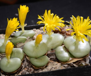 C081-14 conophytum flavum nw w of umdaus 1