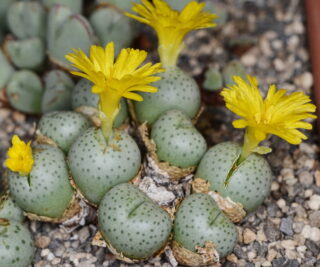 C082-4 conophytum flavum tetracarpum ne of kontorogab 1