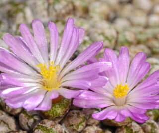 C094-1 conophytum fulleri n of pofadder 2