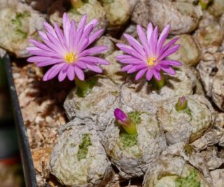 C094-3 conophytum fulleri agter pella mg1423 1 2