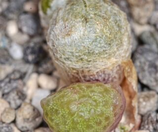 C094-4 conophytum fulleri e of pofadder 2
