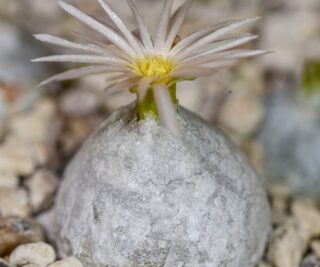 C101-2 conophytum hammeri e of klipbok ii 2
