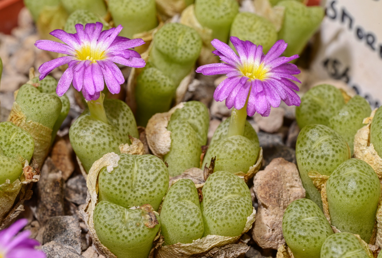C104-1 conophytum hermarium arm669 areb bushmanland 1