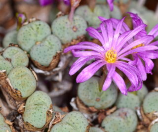 C115-17 conophytum jucundum rr1220 numees mg1425 61 2