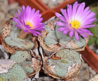 C122-1 conophytum jucundum ssp ruschii maximum evj11629 middlekop 1