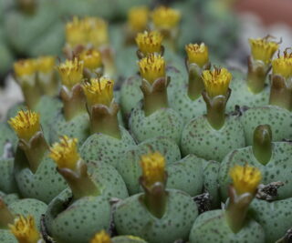 C126-1 conophytum klinghardtense e of heioab 1