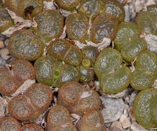 C130-12 conophytum lithopsoides sb1027 smorenskadu mg1428 72 1
