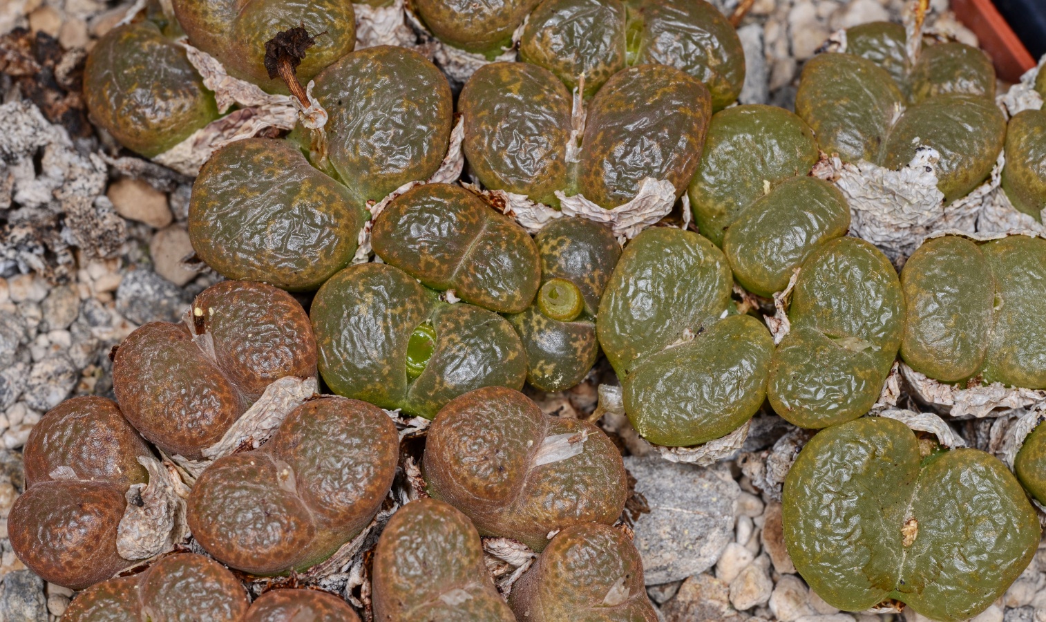 C130-12 conophytum lithopsoides sb1027 smorenskadu mg1428 72 1