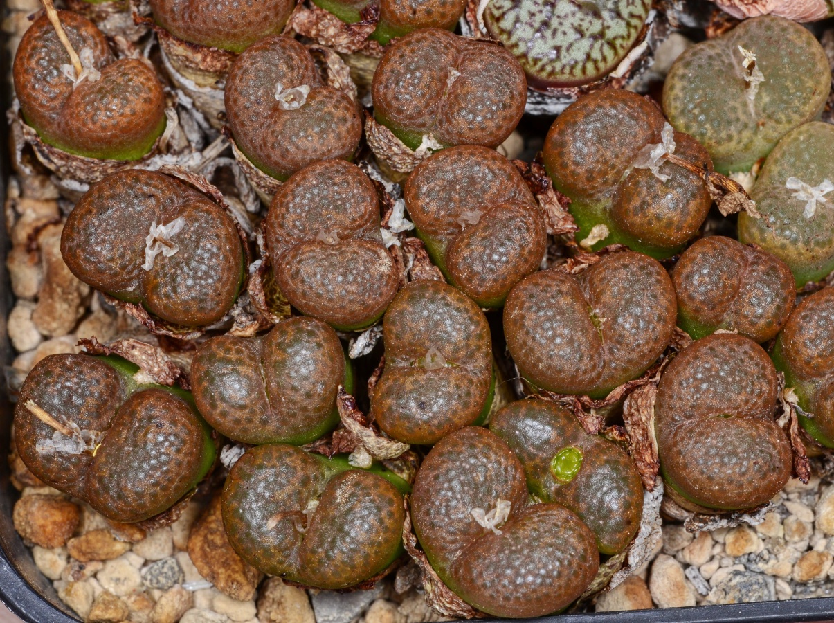 C130-12 conophytum lithopsoides sb1027 smorenskadu mg1428 72 2