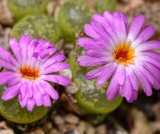C130-2 conophytum lithopsoides khuriesberg 1
