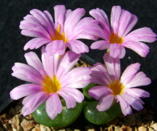 C130-3 conophytum lithopsoides nw of kweekfontein 1