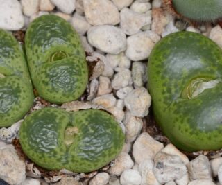 C130-4 conophytum lithopsoides koeriesberg i 1