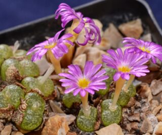 C131-2 conophytum lithopsoides kennedyi kangnas 1