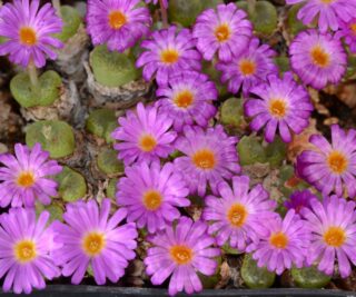 C131-3 conophytum lithopsoides kennedyi sb 631 smorenskadu mg1426 2