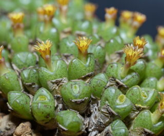 C134-10 conophytum loeschianum swartpoort mg1429 061 1