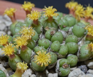C134-1 conophytum loeschianum bloedrift 3