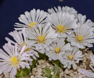 C137-9 conophytum longum koeriesberg white fl i 1