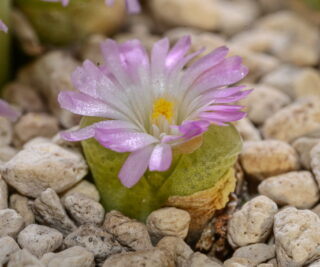 C138-14 conophytum longum devium s of grashoek 2