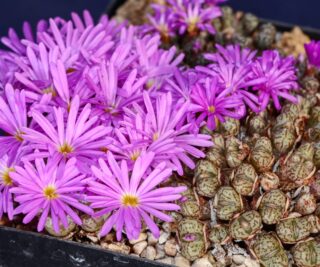 C139-1 conophytum luckhoffii n of pikeniers pass 2