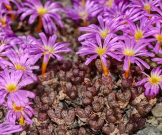 C141-1 conophytum luckhoffii kookfontein 1