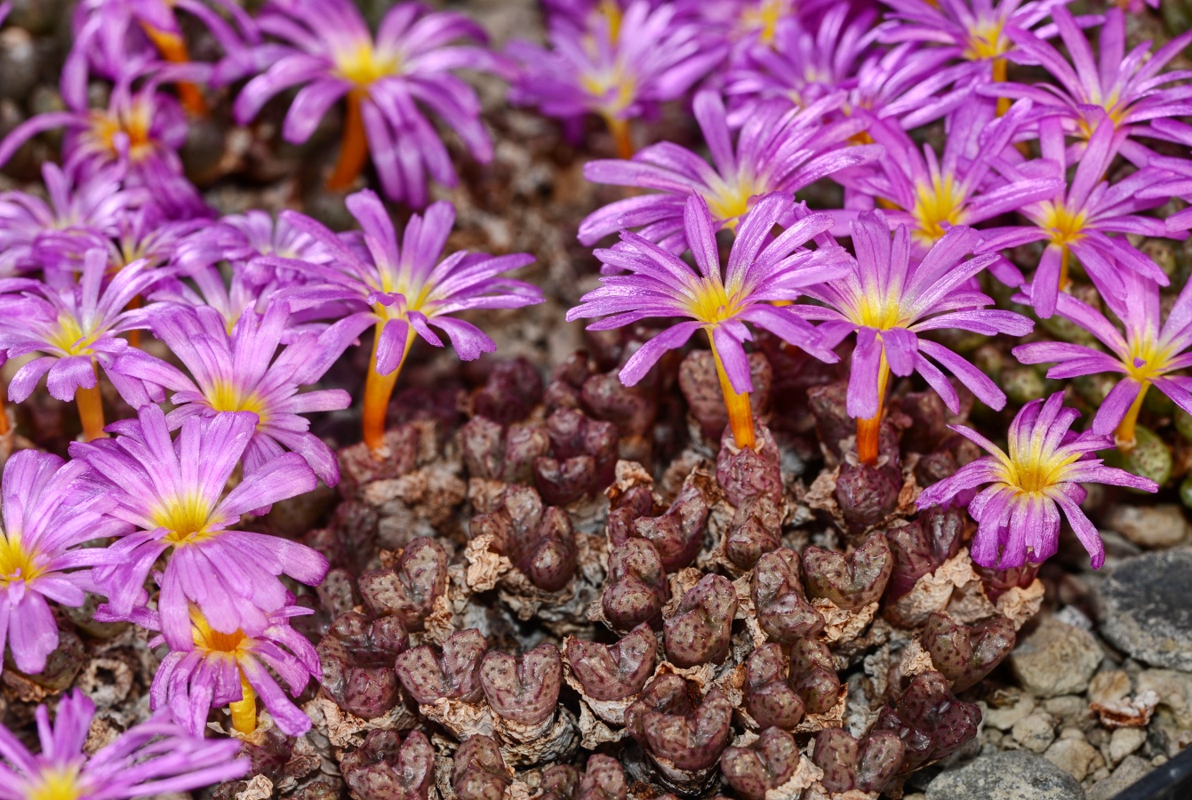 C141-1 conophytum luckhoffii kookfontein 1
