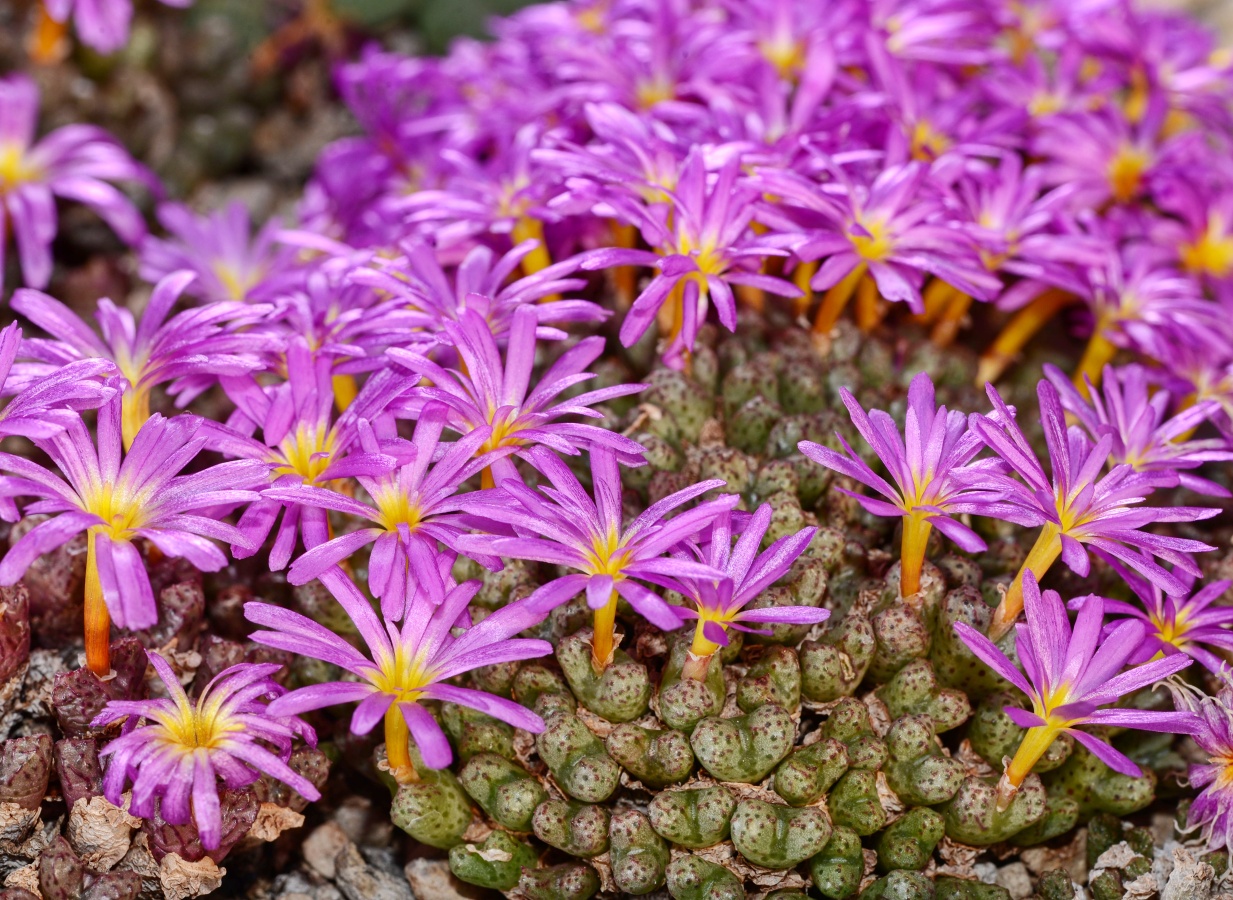 C141-1 conophytum luckhoffii kookfontein 2