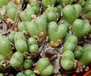 C146-5 conophytum marginatum khurisberg cop159 1
