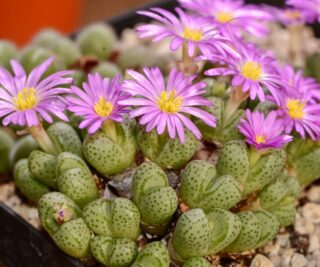 C146-6 conophytum marginatum koeriesberg 1