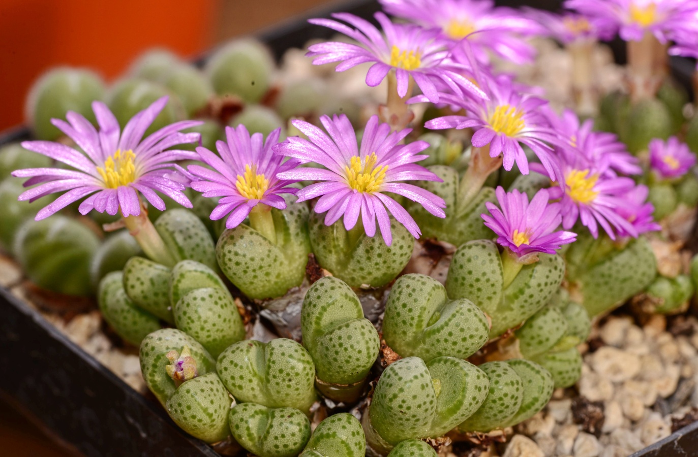 C146-6 conophytum marginatum koeriesberg 1