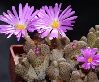 C149-1 conophytum marginatum ssp haramoepense arm955d near naab se kop 2
