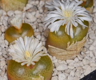 C155-10 conophytum maughanii koeriesberg 1