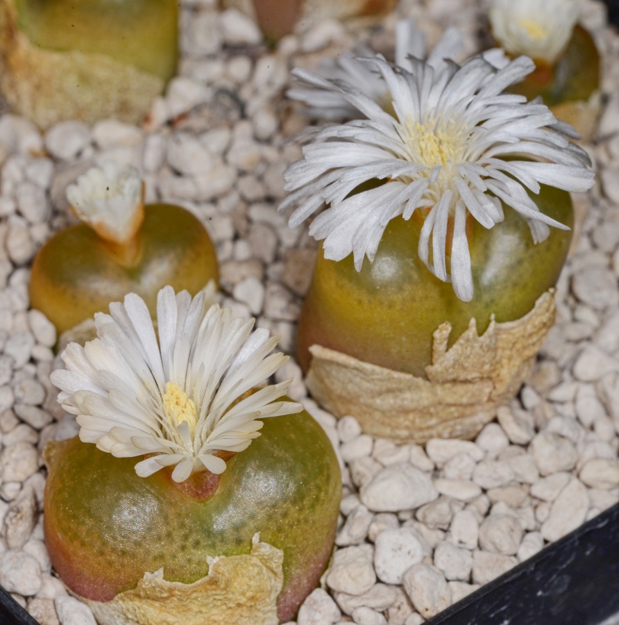 C155-10 conophytum maughanii koeriesberg 1